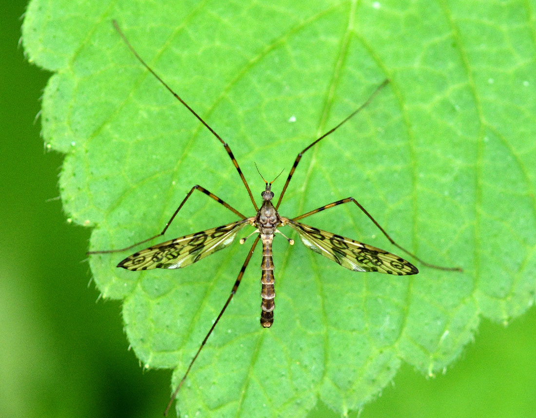 Limoniidae: Epiphragma ocellare