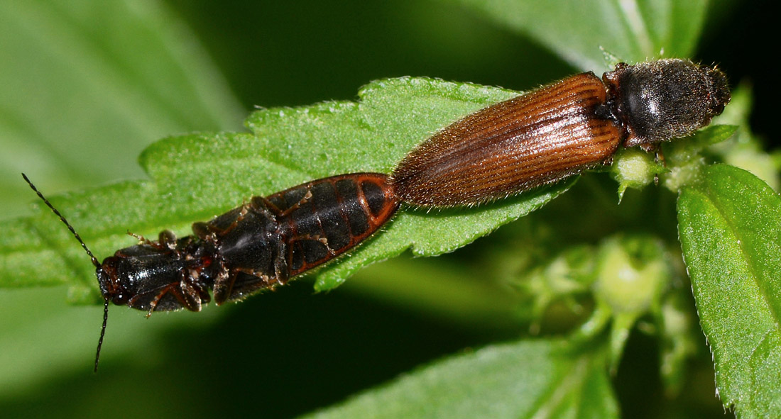 coppia di Athous sp., Elateridae
