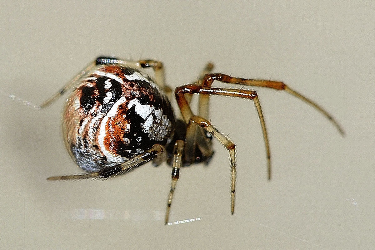 Parasteatoda lunata - Bannio Anzino (VB)