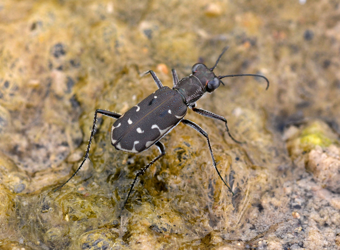 Myriochila melancholica, Carabidae