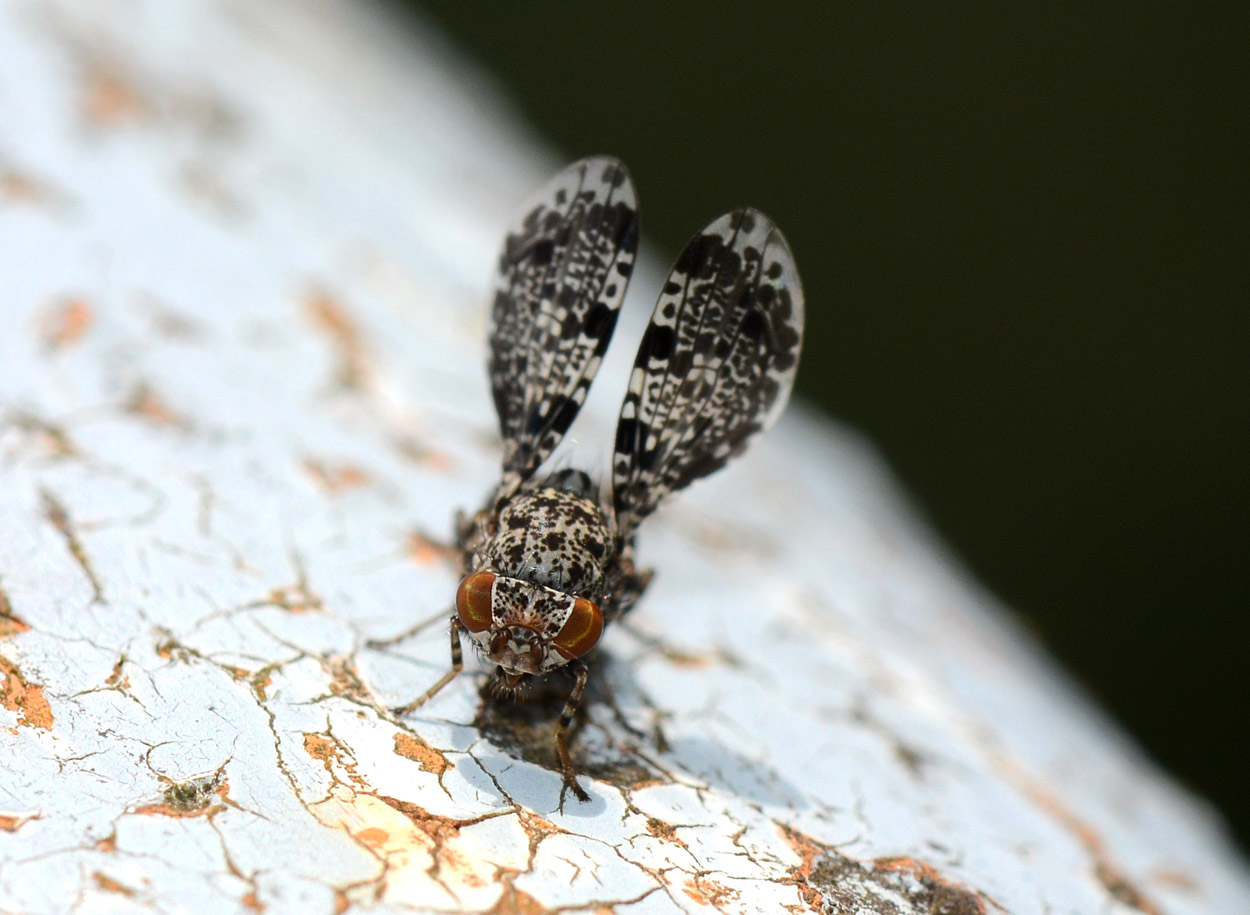 Callopystromya annulipes - Bannio Anzino (VB)