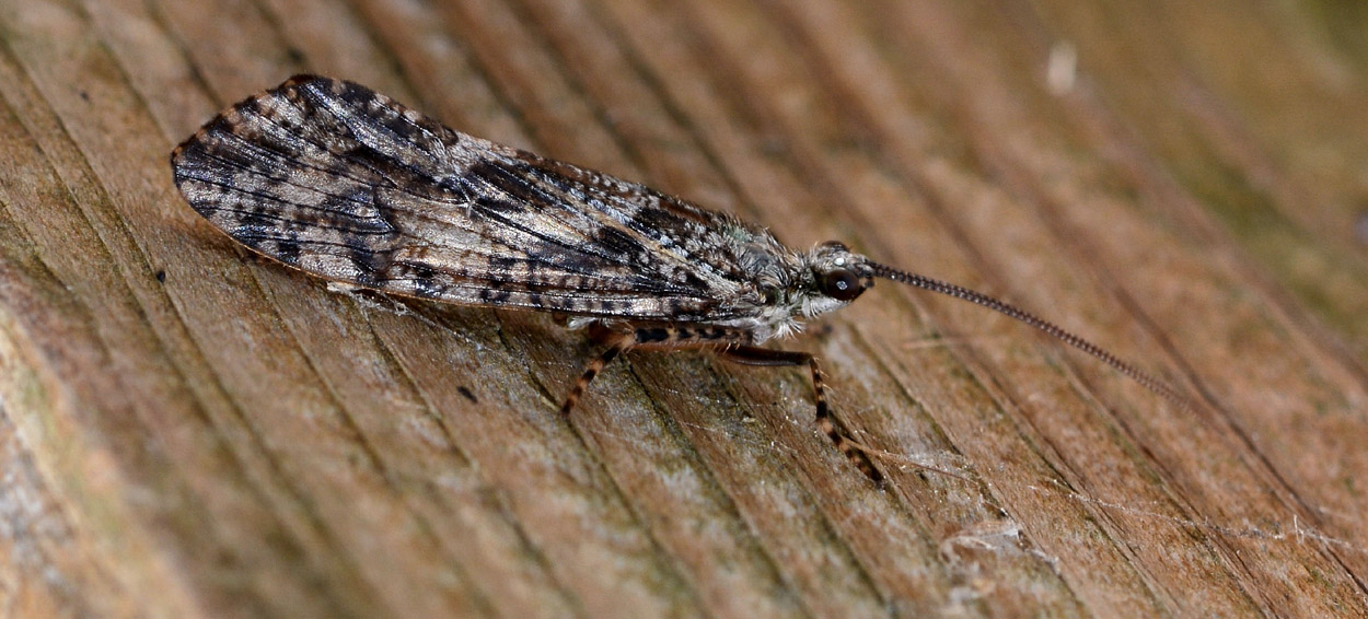 Tricottero Phryganeidae della Torbiera del Sebino (BS)