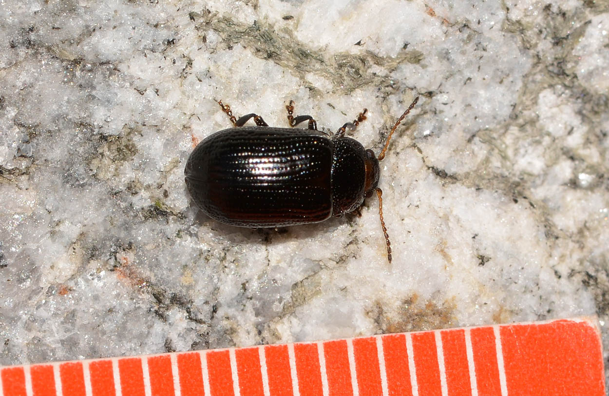 Gonioctena cfr.quinquepunctata f.ma obscura, Chrysomelidae