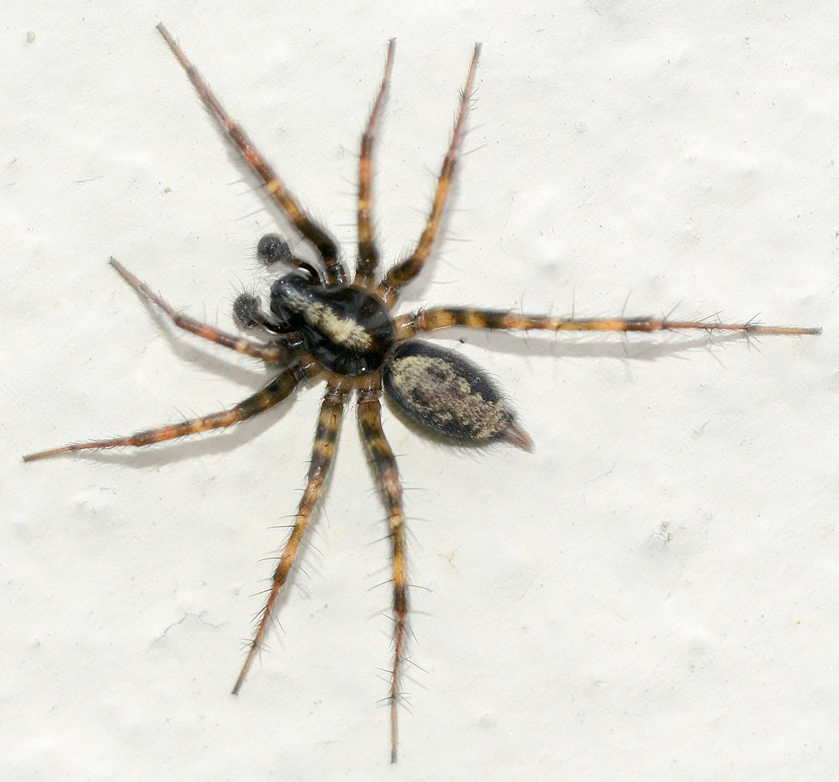 Textrix sp. - Bannio Anzino (VB)