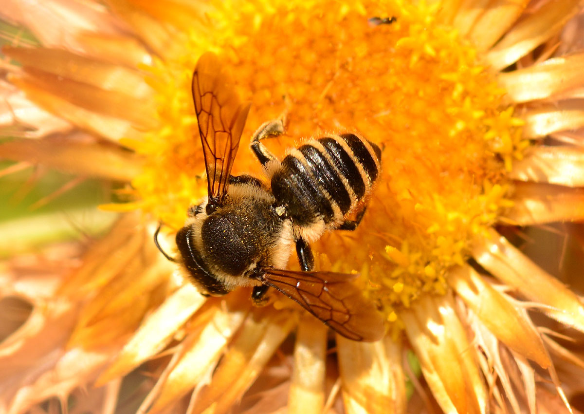 Apidae Megachilinae sardo: Megachile melanopyga.