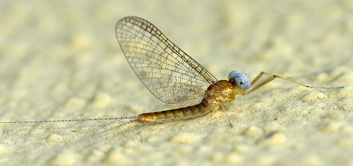 maschio di Heptagenia sp. (Heptageniidae)