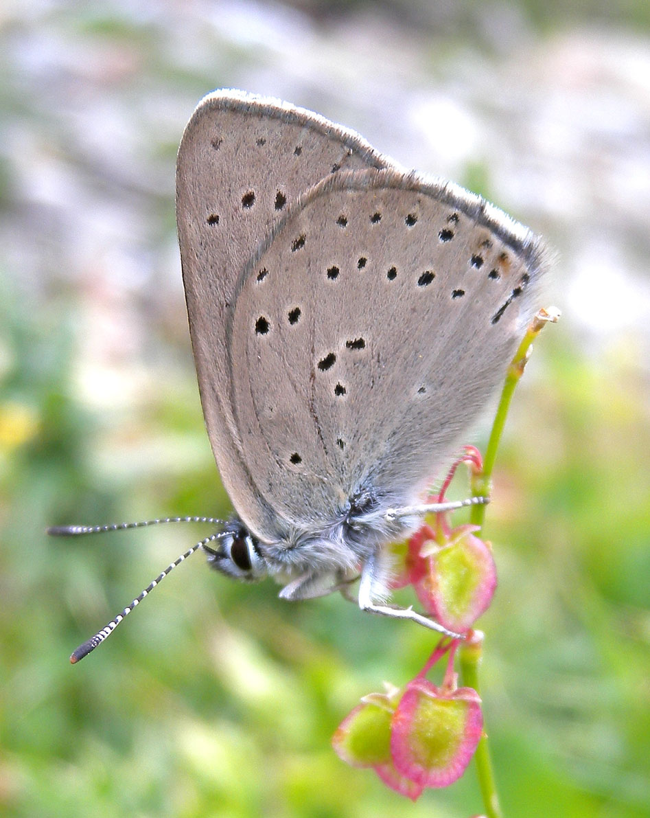 Lycaenidae - Lycaena hippothoe eurydame