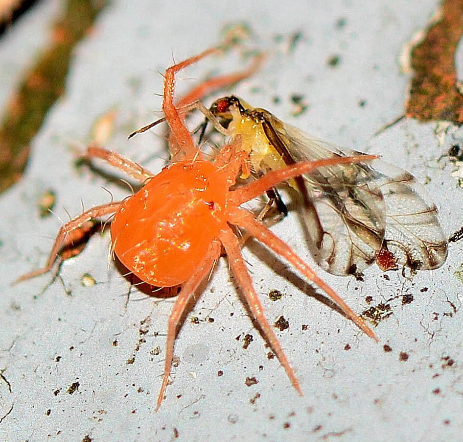 Eucallipterus tiliae (Aphididae) predato da Acaro