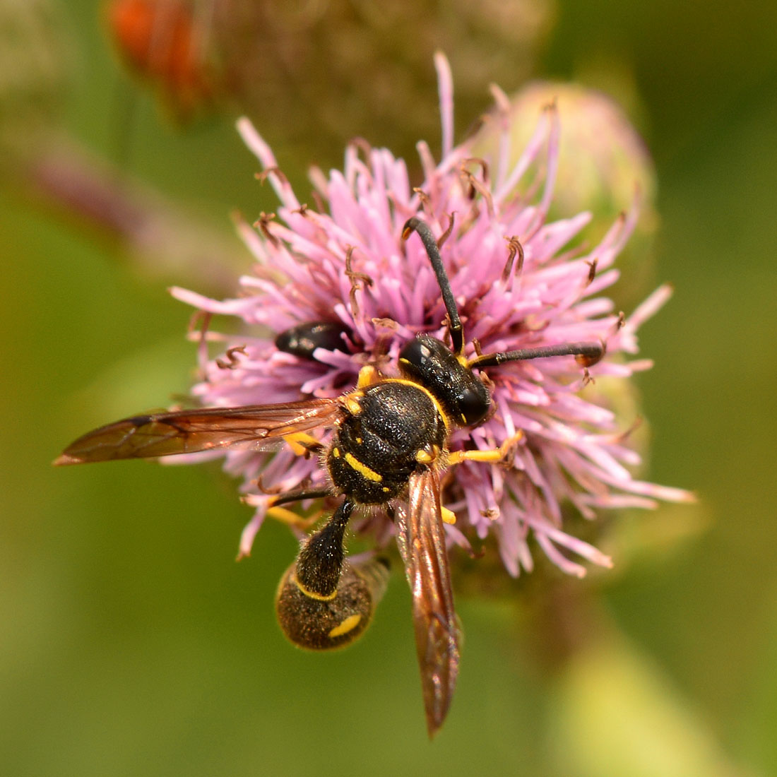 Eumenes papillarius, maschio, Vespidae Eumeninae