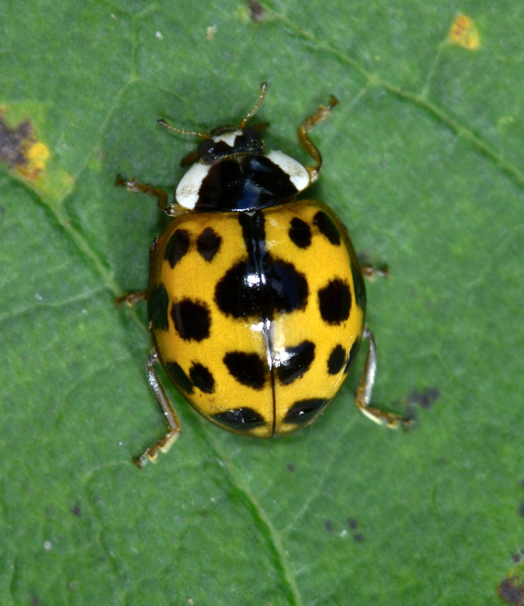 Coccinella: sempre una Harmonia axyridis