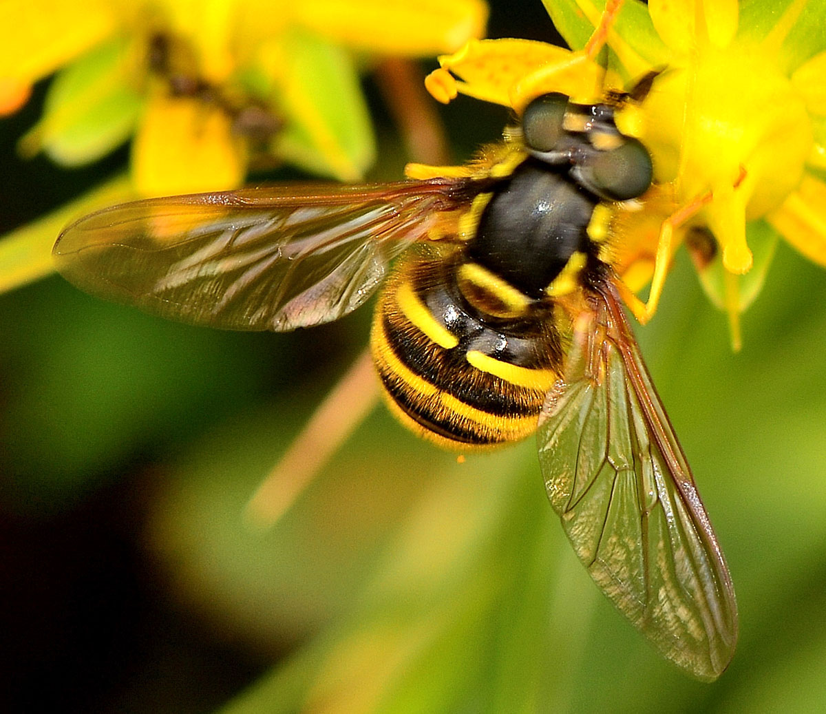 Chrysotoxum cf. cautum femmina (Syrphidae)