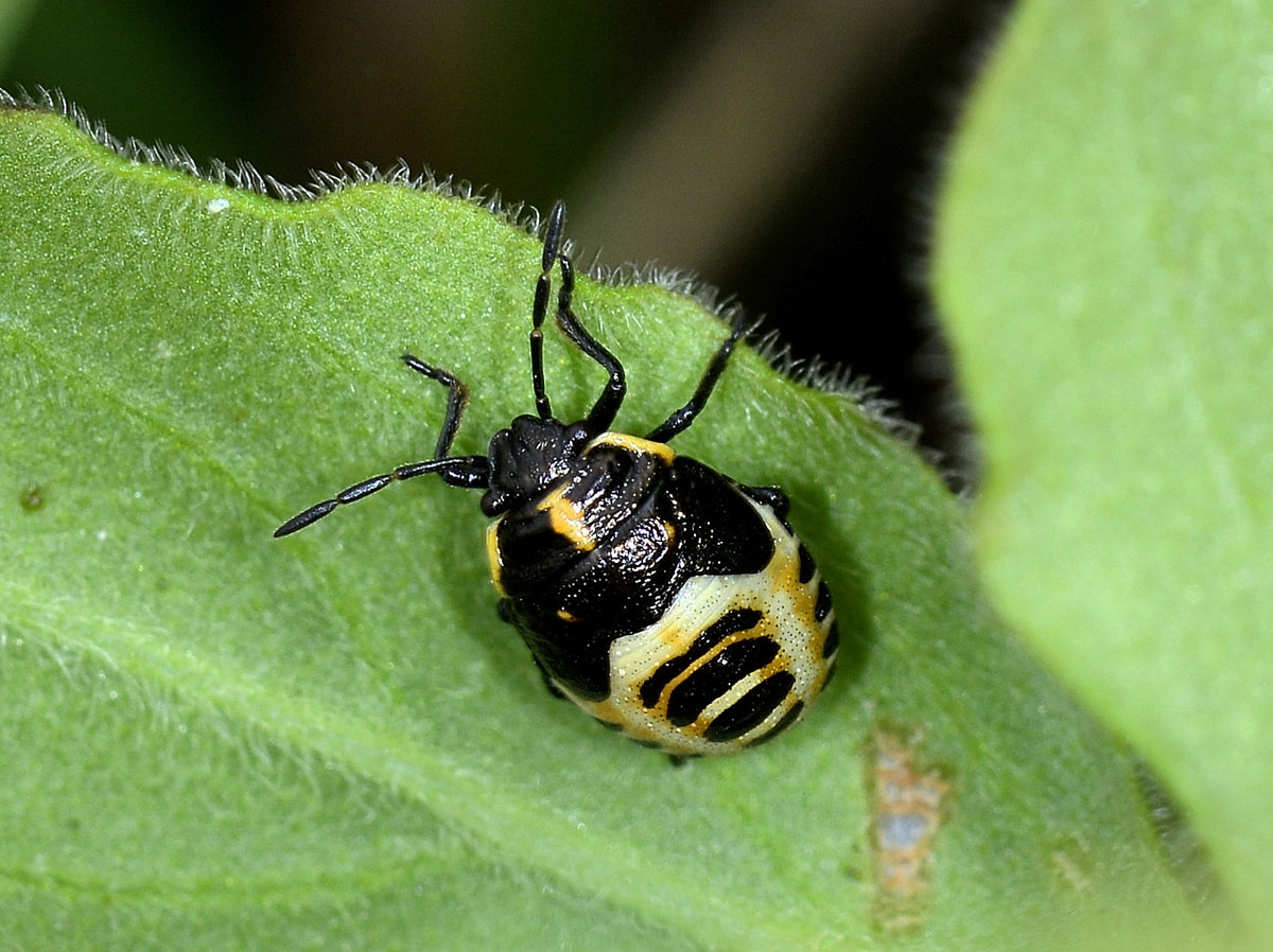 Ninfa di Eurydema oleracea (Pentatomidae)