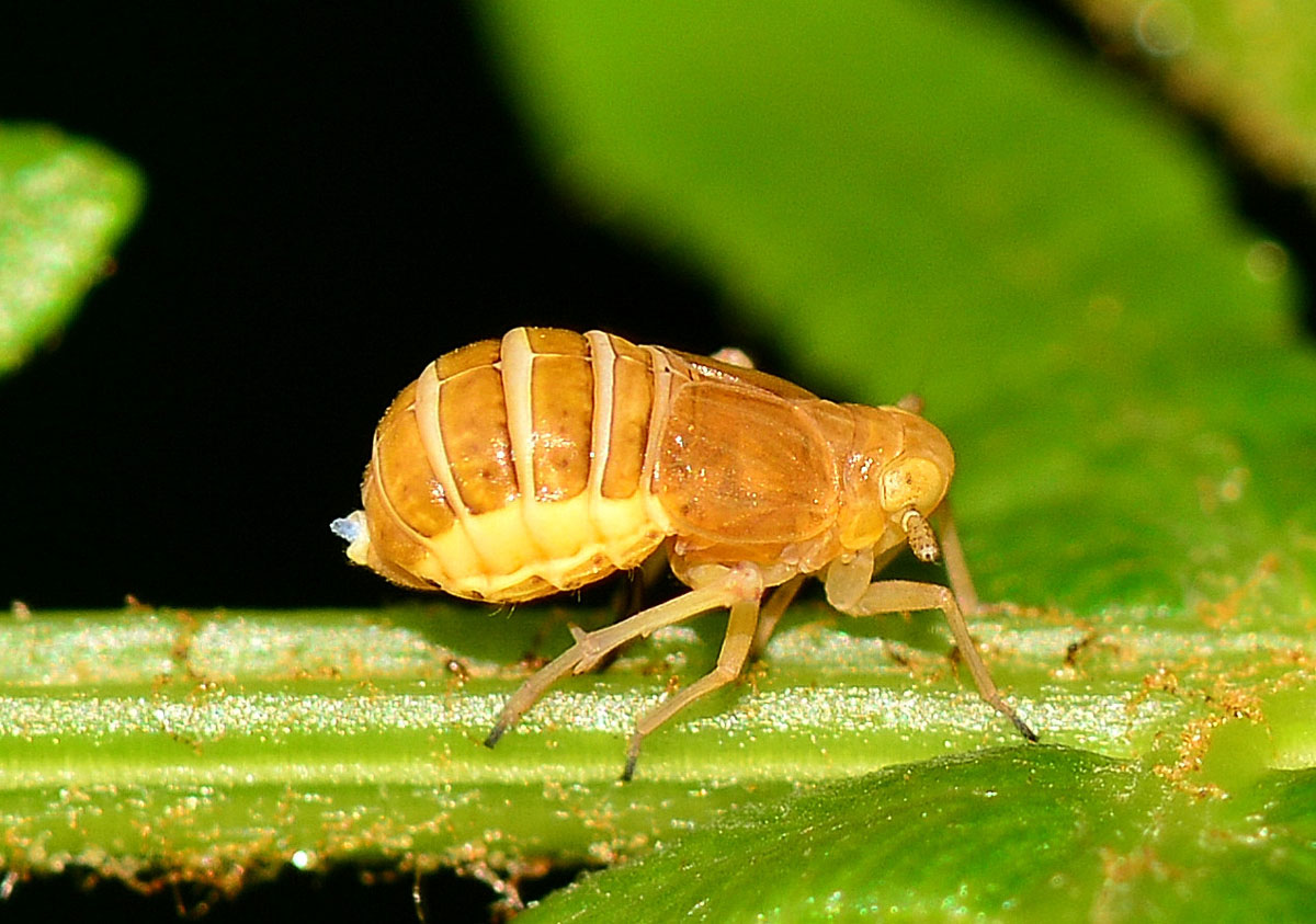 Ditropis pteridis