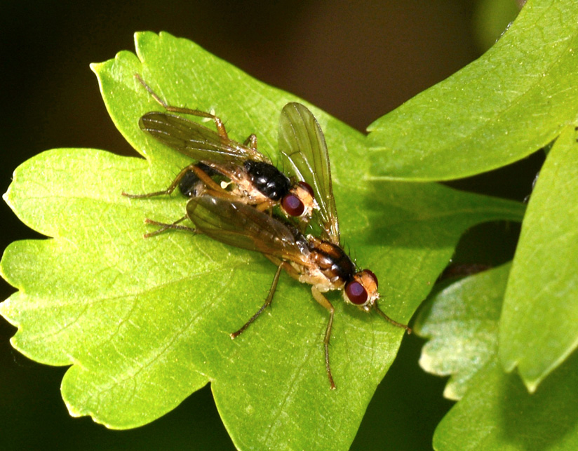 Cordilura cf. albipes (Scathophagidae)