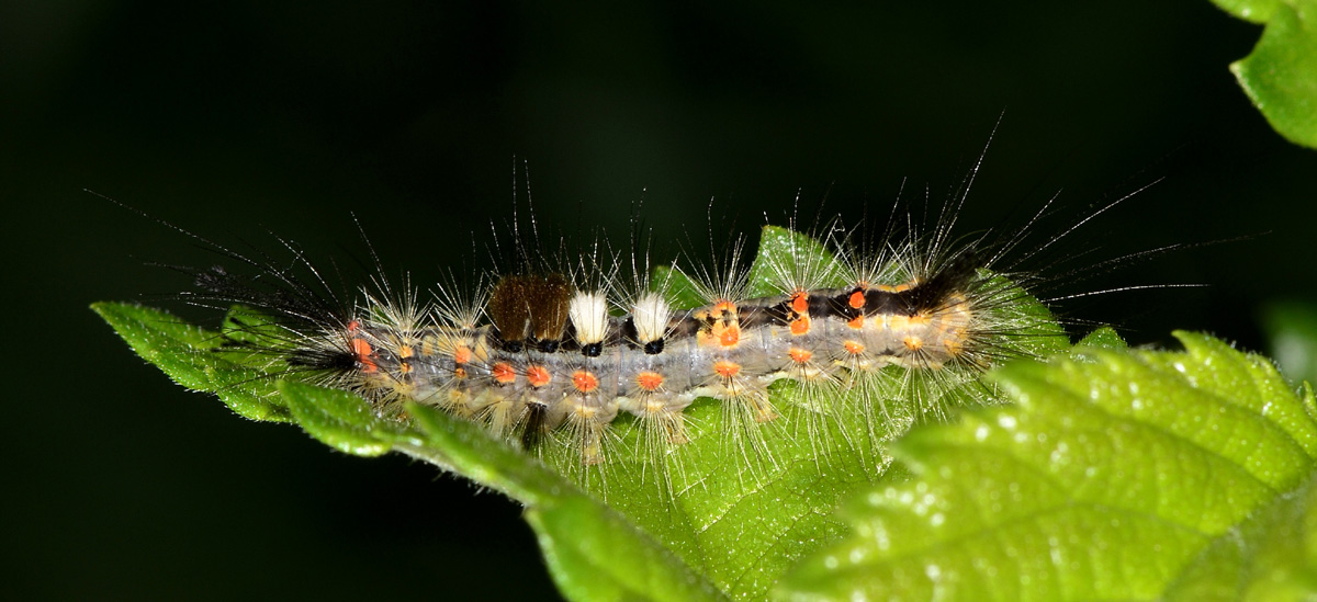 Orgyia antiqua ?