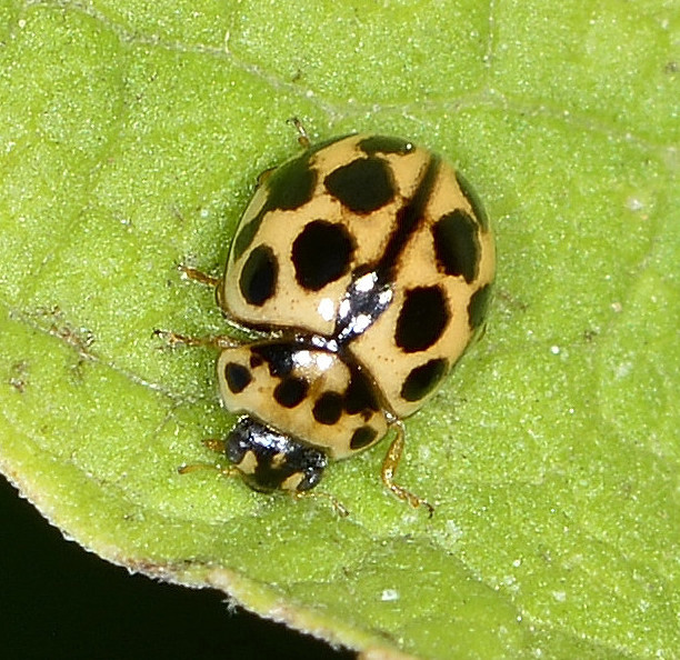 Tytthaspis sedecimpunctata, Coccinellidae