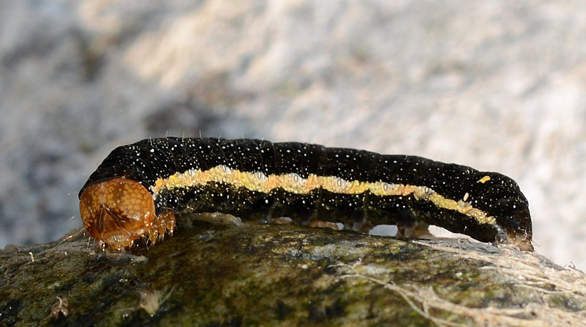 id bruco nero: Trachea atriplicis - Noctuidae