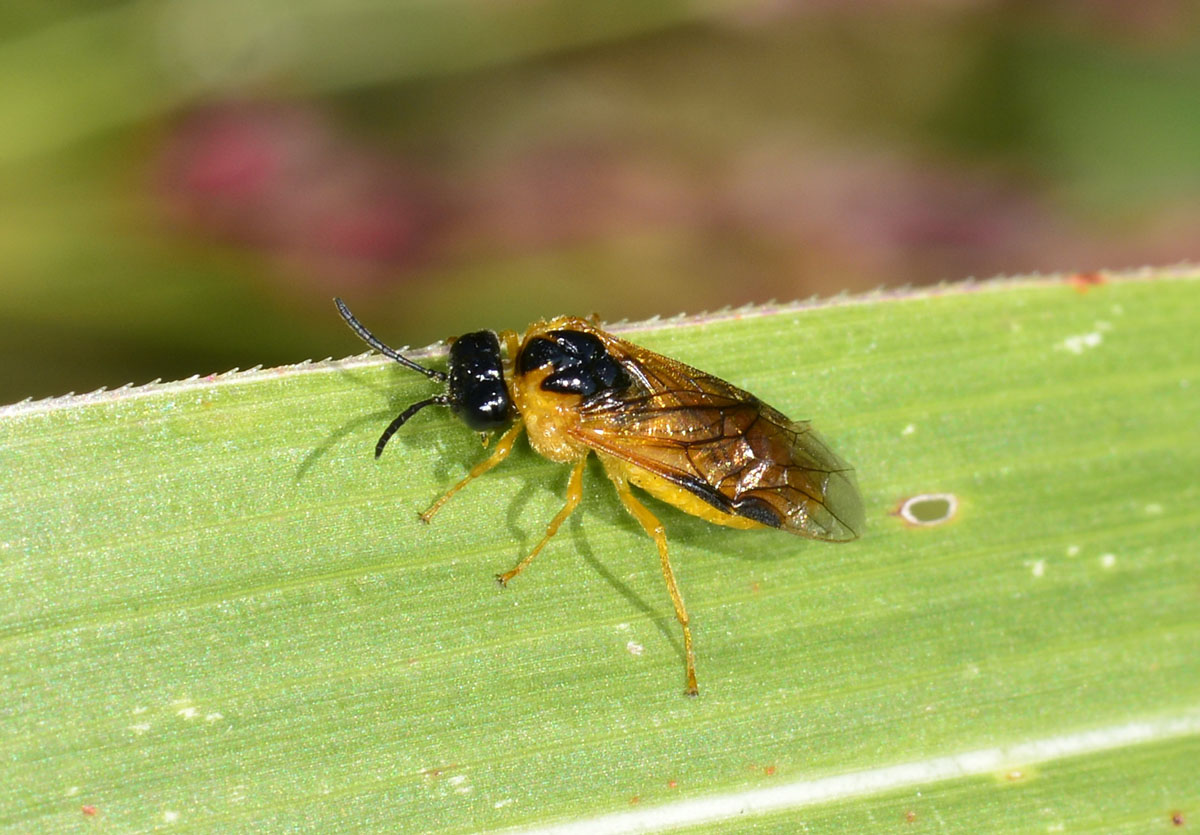 Tenthredinidae