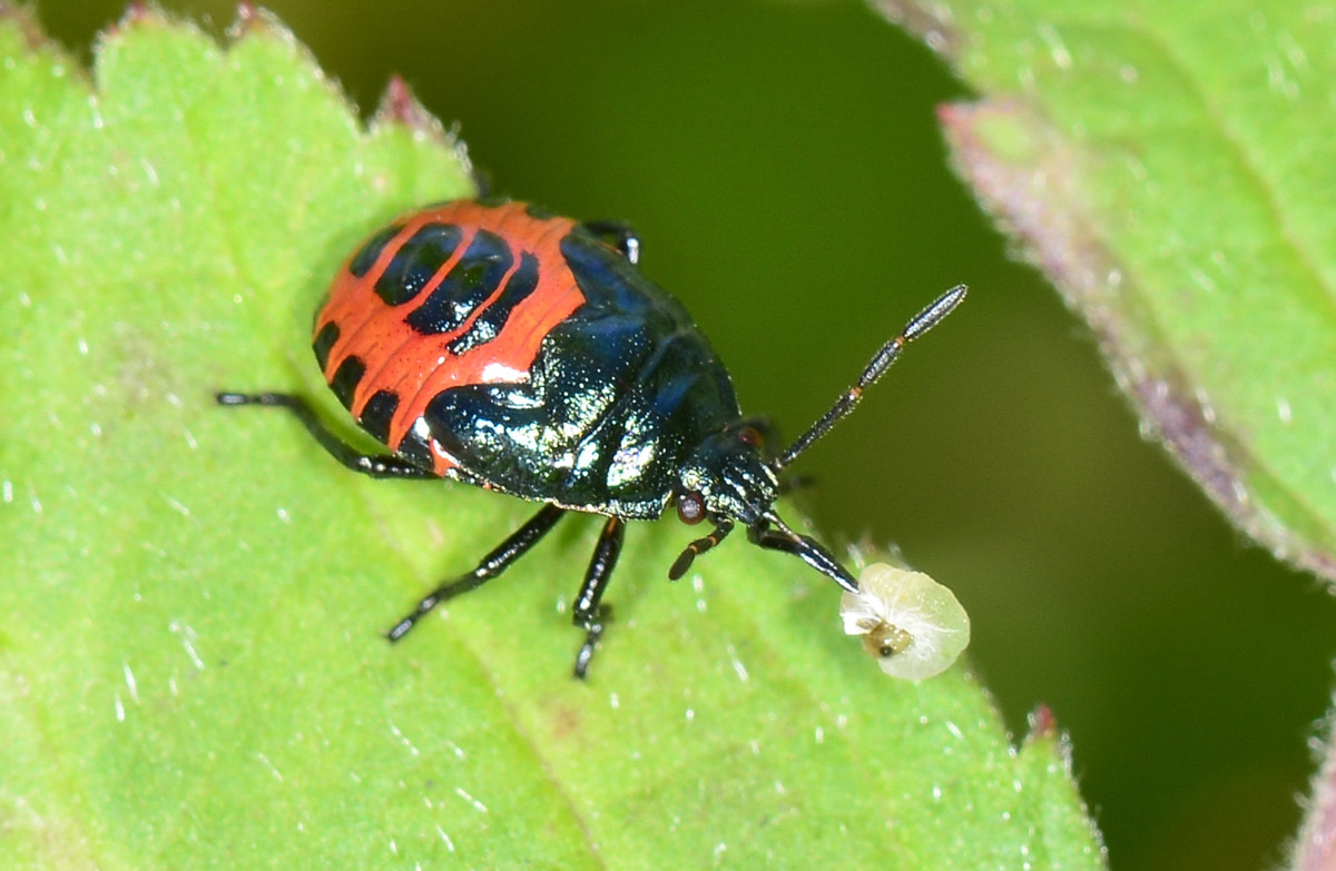 Pentatomidae: ninfa di Zicrona caerulea