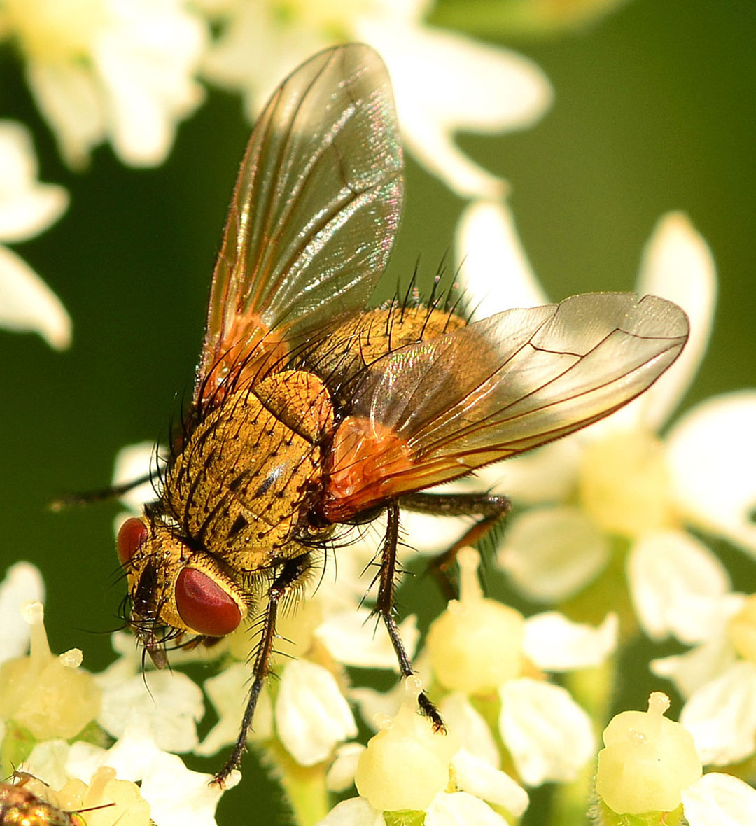 Tachinidae : Allophorocera ferruginea