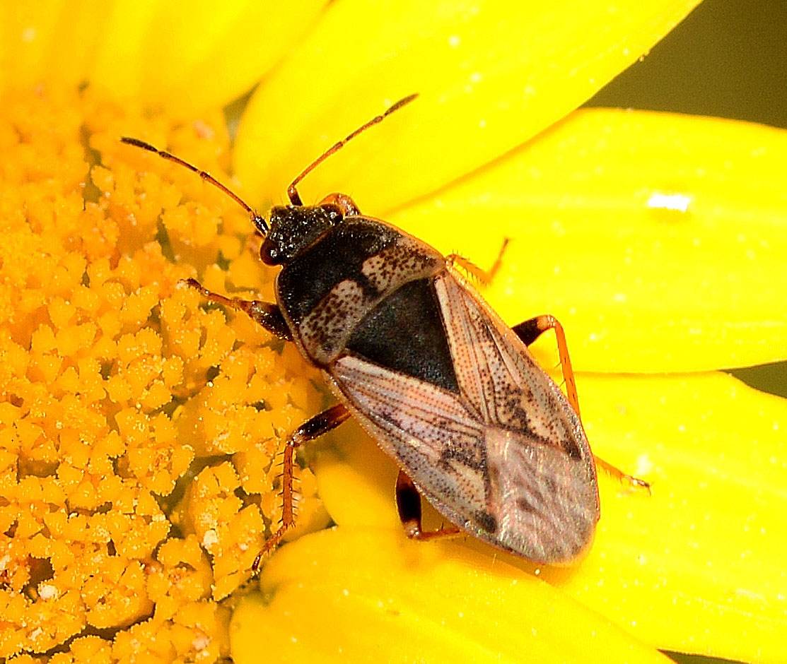 Lygaeidae: Trapezonotus ullrichi