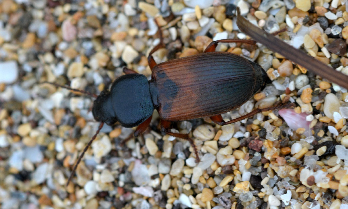 Carabidae sardo: Gynandromorphus etruscus!