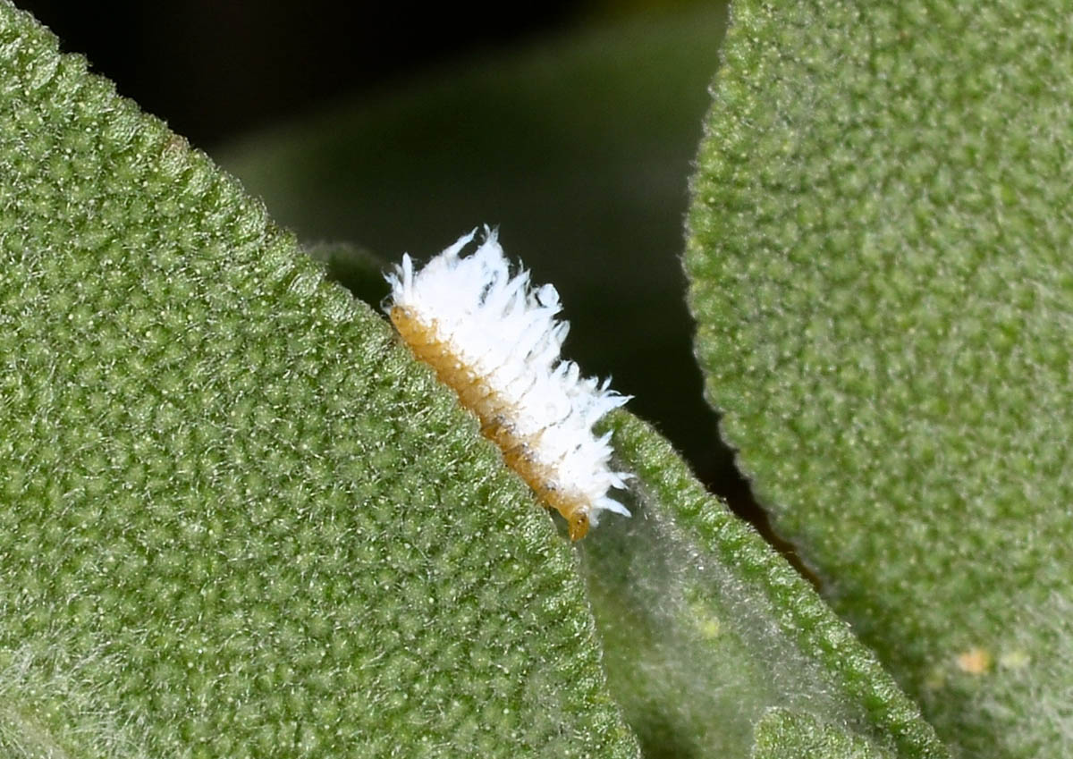 Sulla salvia: larva di Coccinellidae Scymninae.