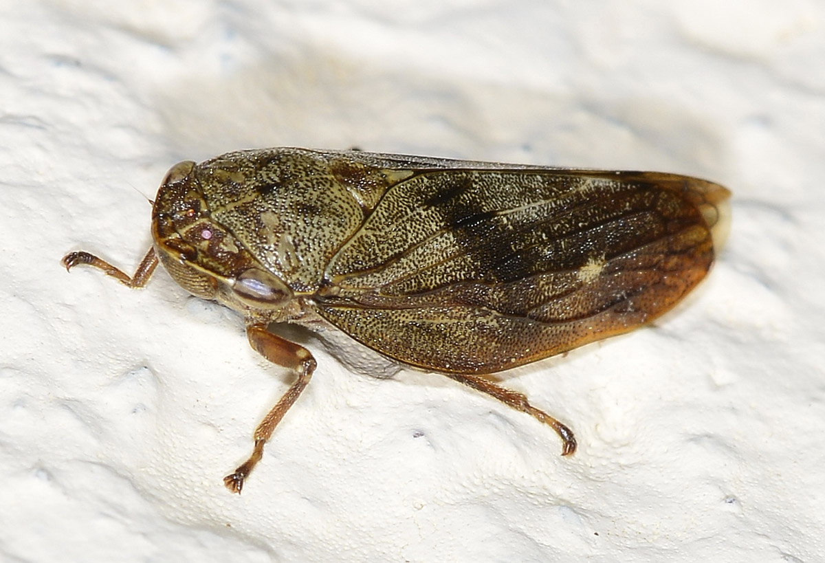 Aphrophora cfr. major (Cicadomorpha - Aphrophoridae)