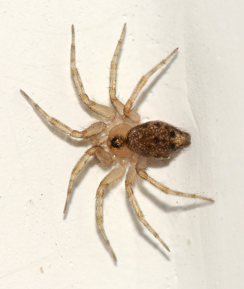 Oecobiidae: Oecobius navus - Isola di Capraia (LI)