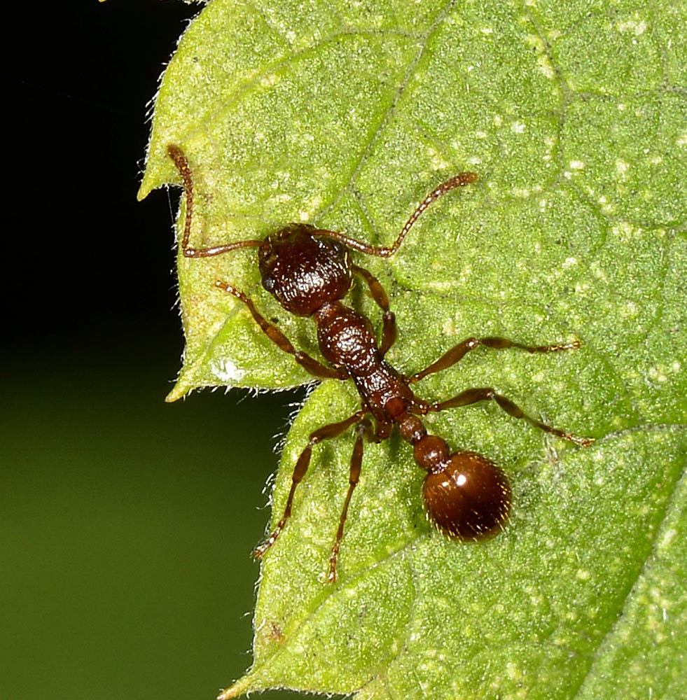 formica rossa