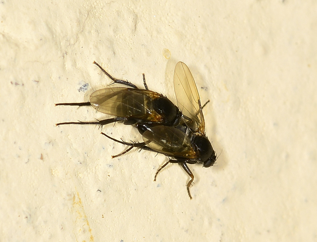 Phora sp. (Phoridae)