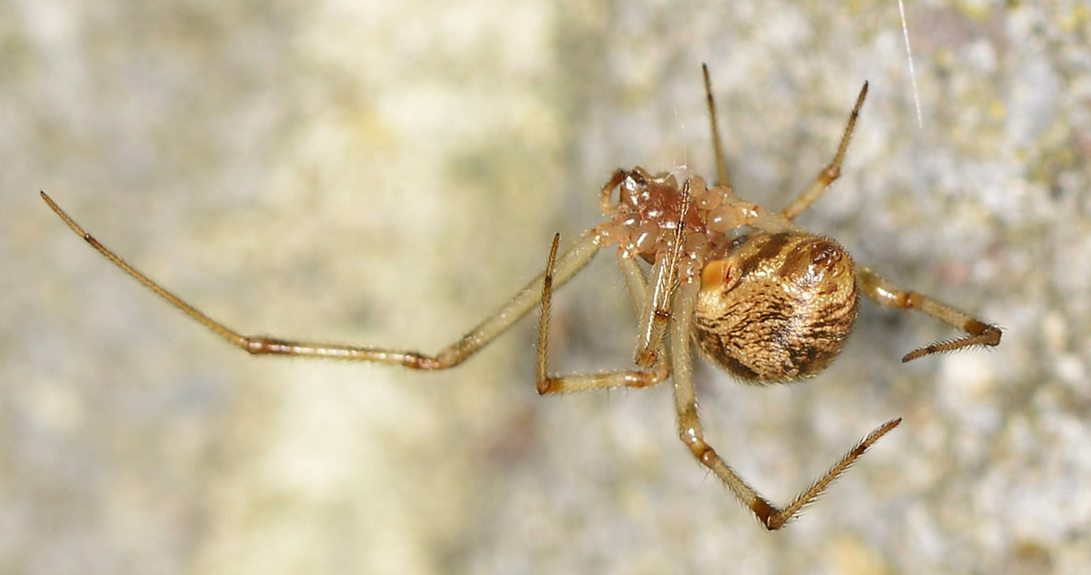 Theridiidae: Parasteatoda tepidariorum  - Mediglia (MI)