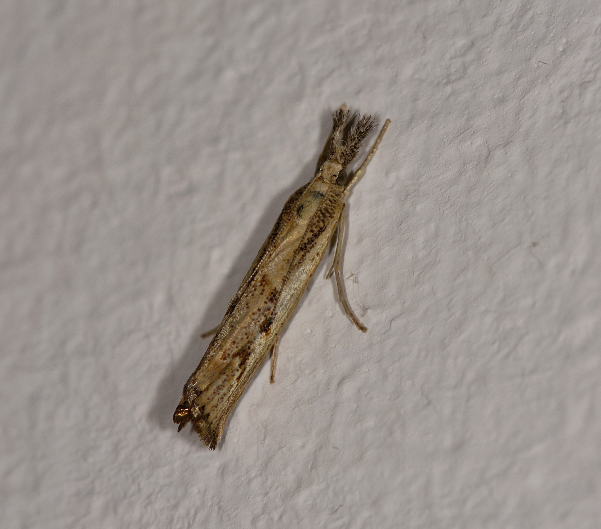 Crambidae: cf. Agriphila geniculea