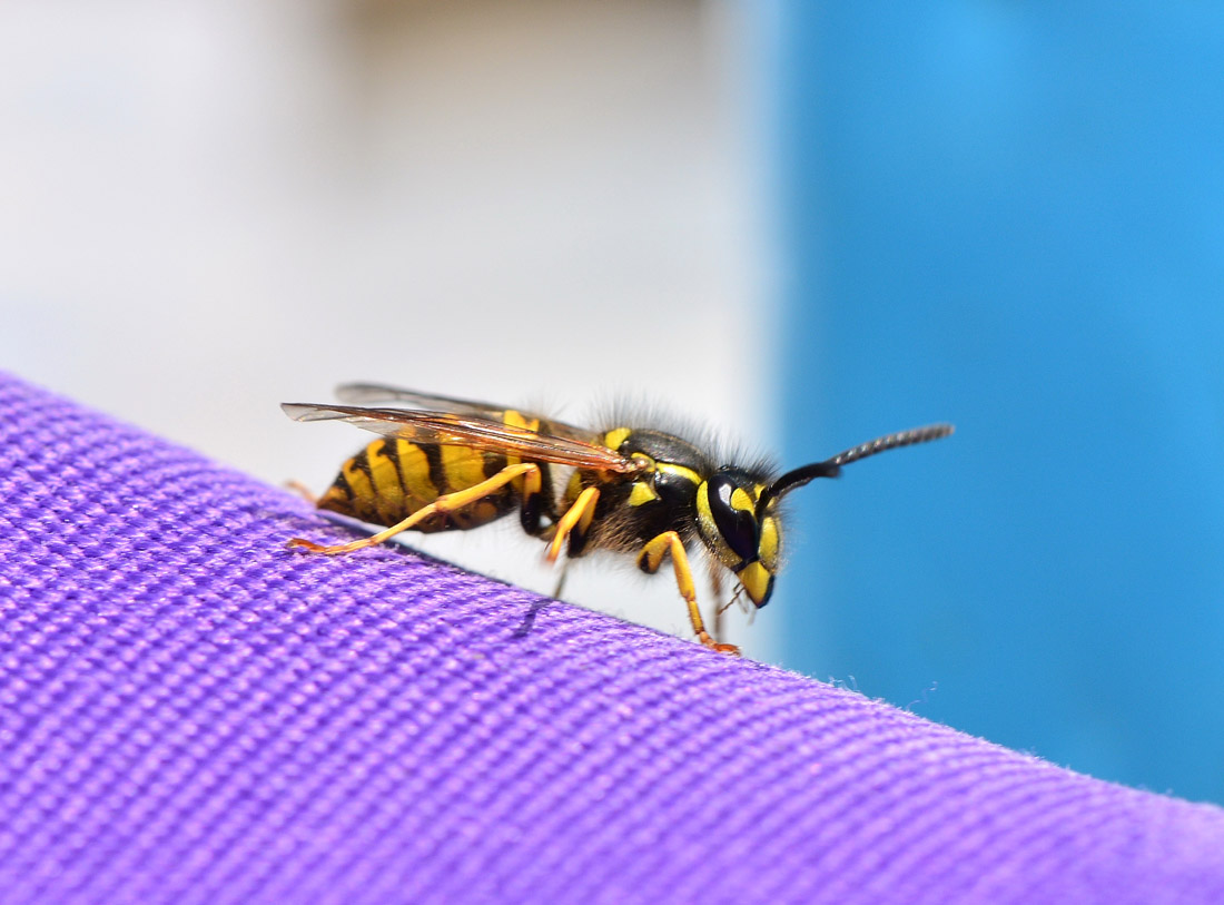 Vespula vulgaris, operaia