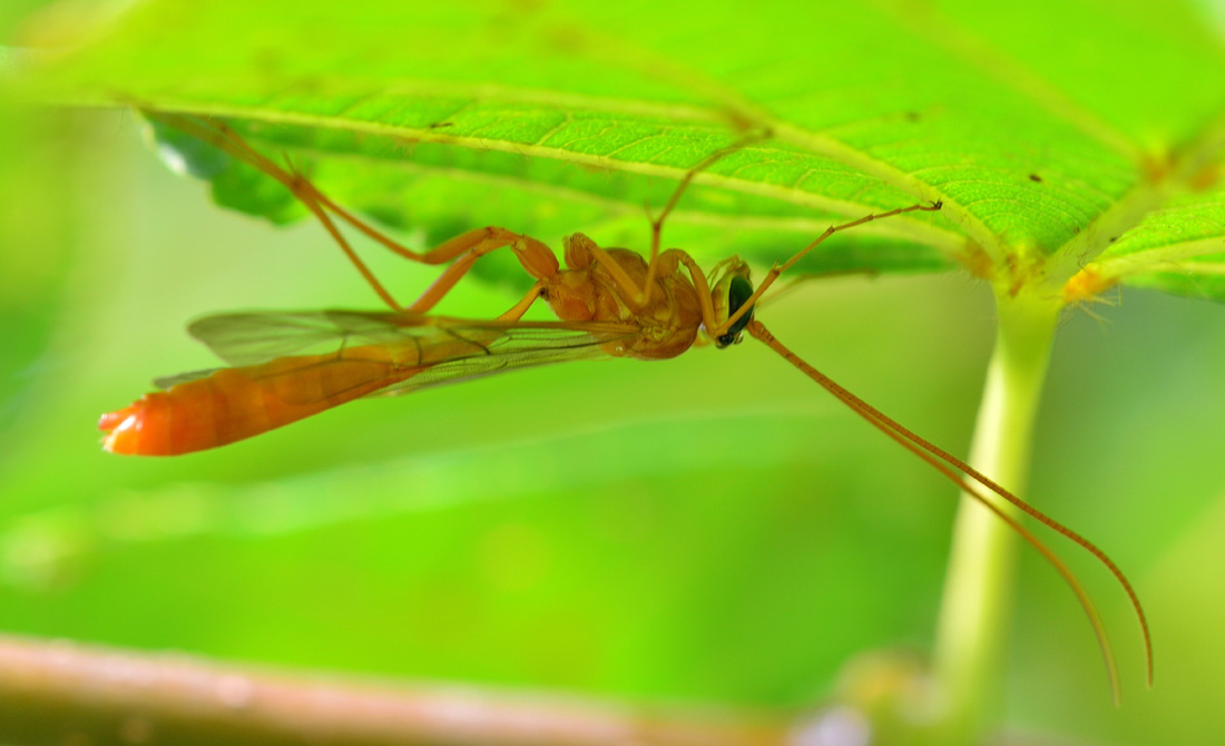 Ichneumonidae: Ophion sp.