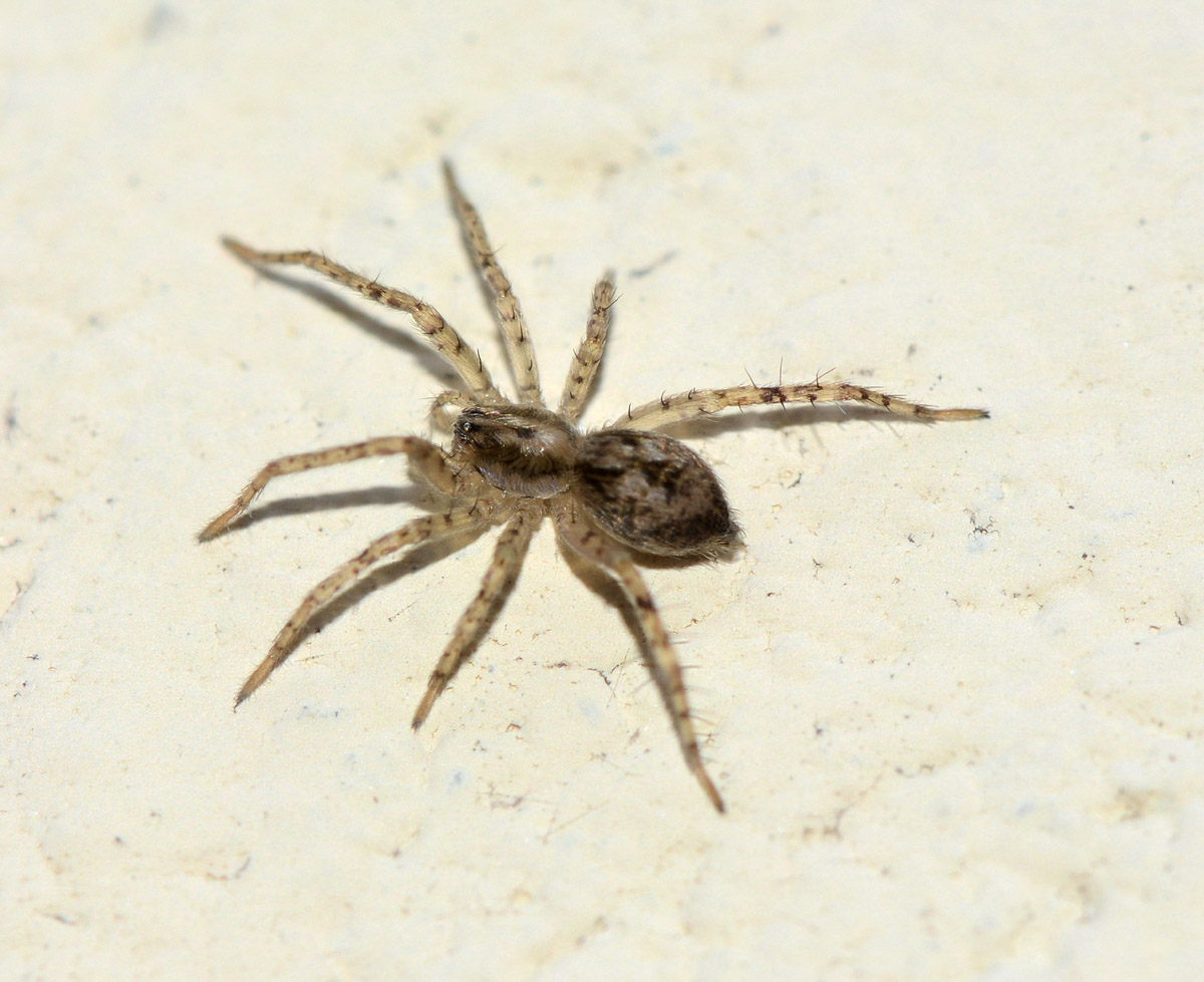 giovane Anyphaena sp. - Bannio Anzino (VB)
