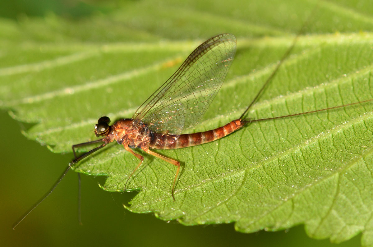 Ecdyonurus sp. di Bannio Anzino (VB)