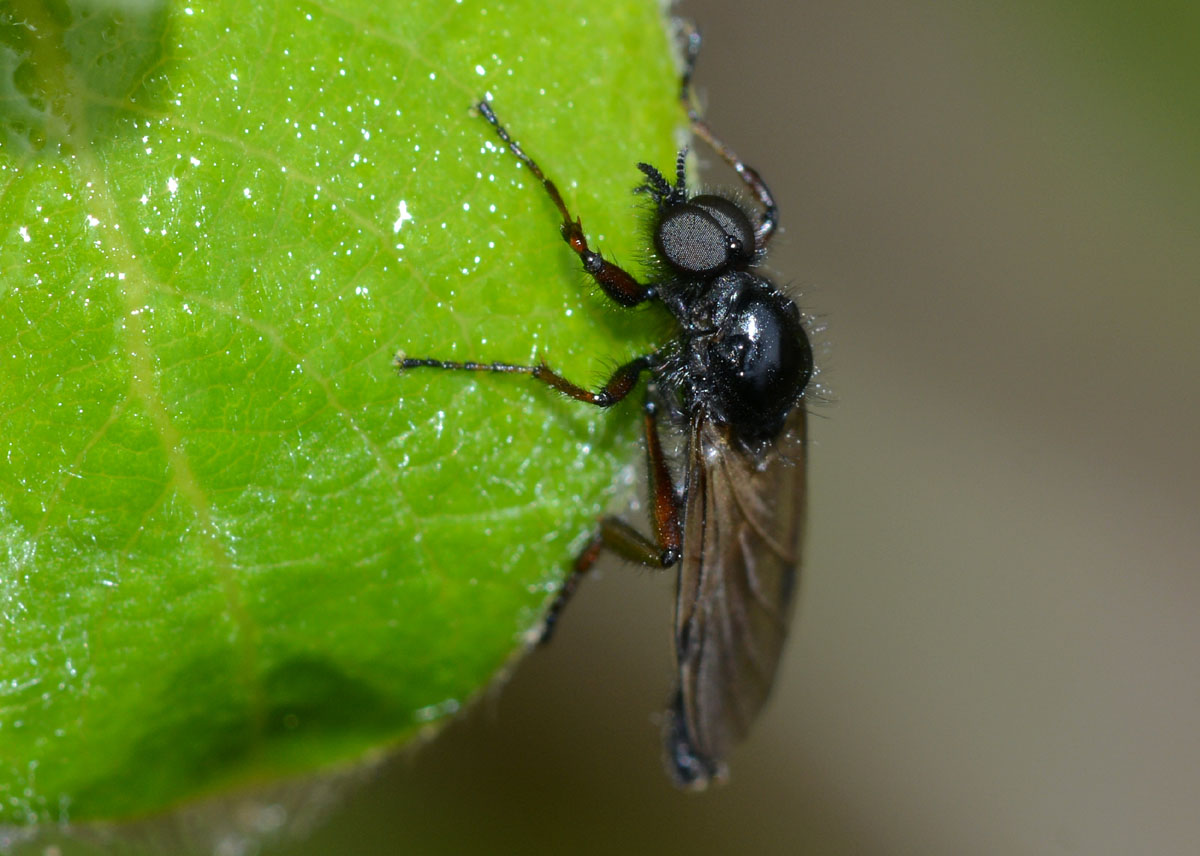 Maschio di Bibionidae