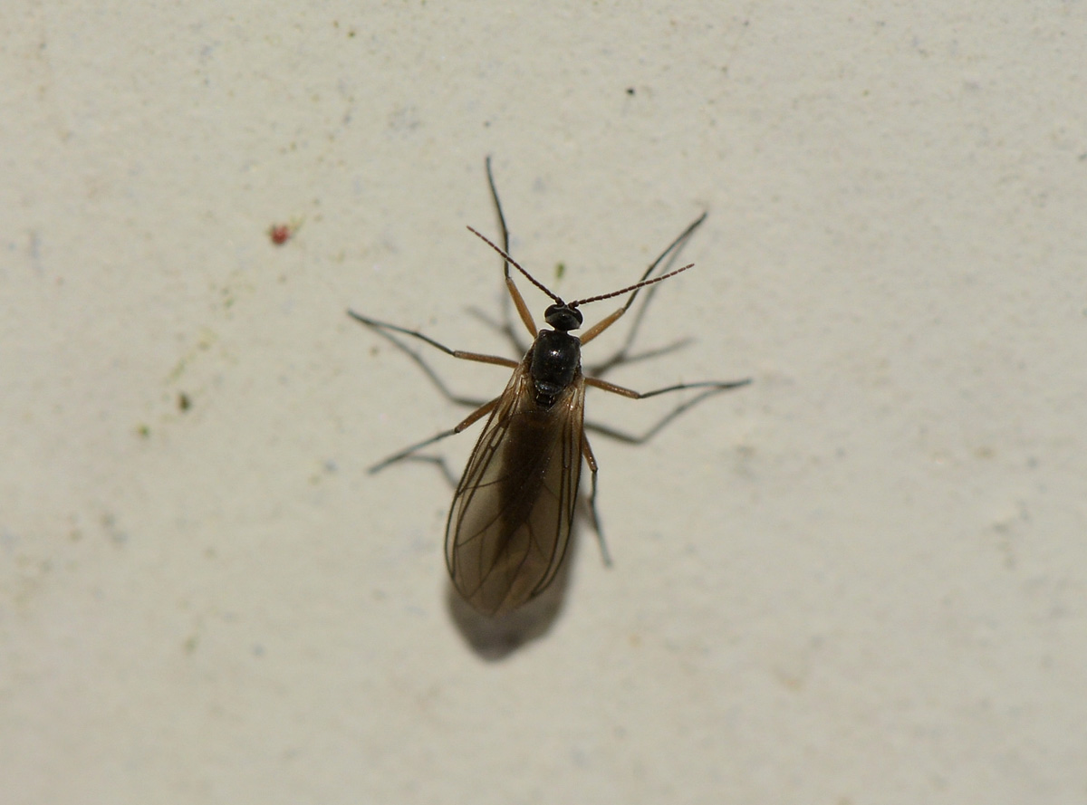 Sciaridae