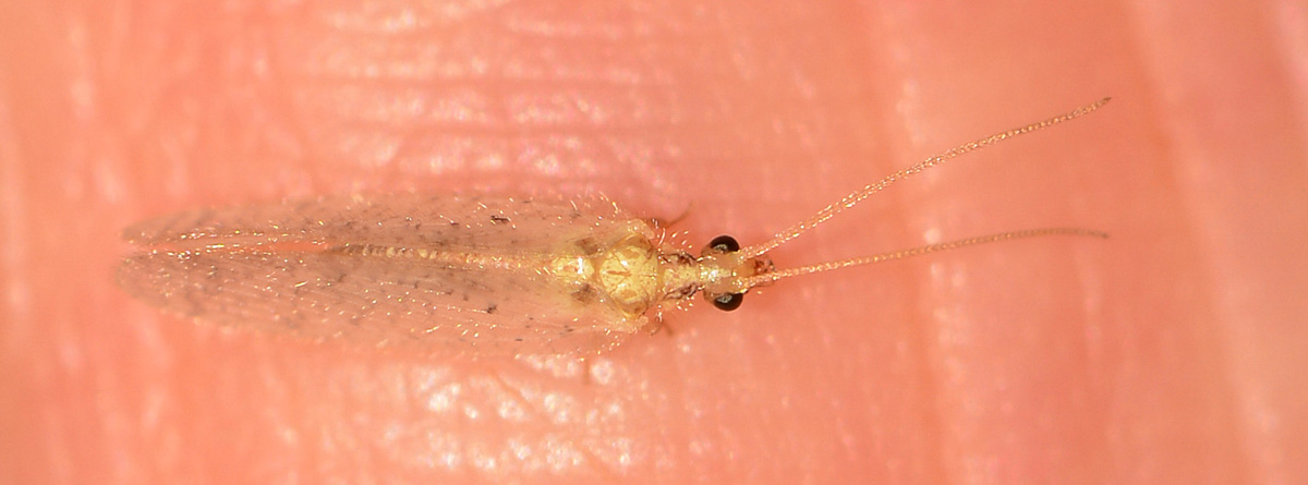 Hemerobiidae: Hemerobius sp. neo-sfarfallato