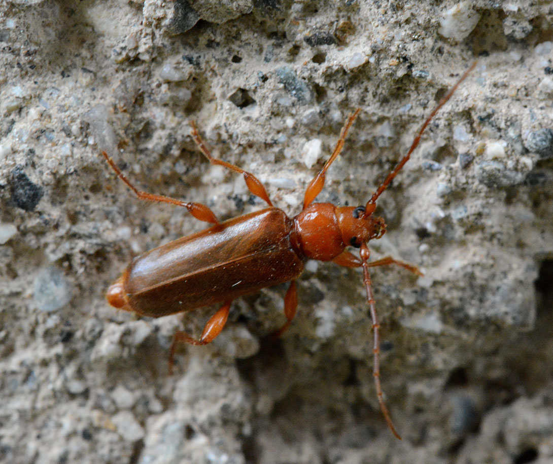 Cerambycidae:  Phymatodes testaceus