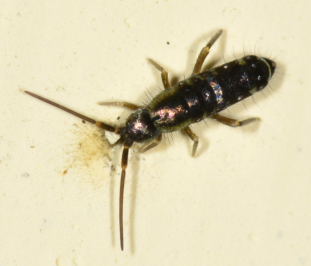 Tomocerus cfr minor