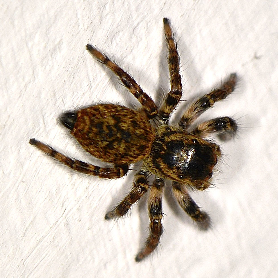 Salticidae: Carrhotus xanthogramma  - Mediglia (MI)