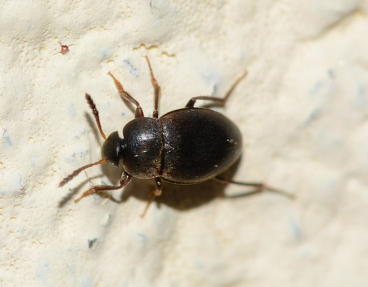 piccolo coleottero: Catops sp., Leiodidae