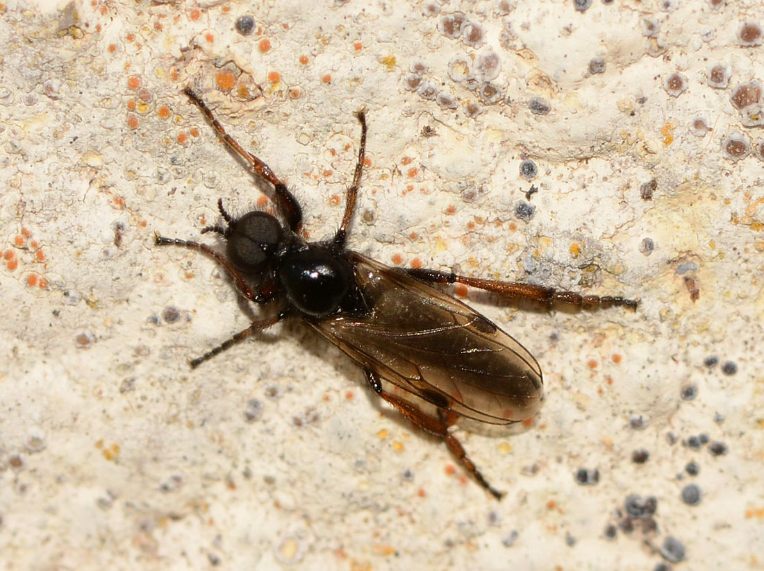 Bibio cf. johannis maschio (Bibionidae)