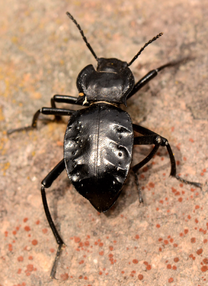 Akis bacarozzo (Tenebrionidae) dell''isola di Capraia