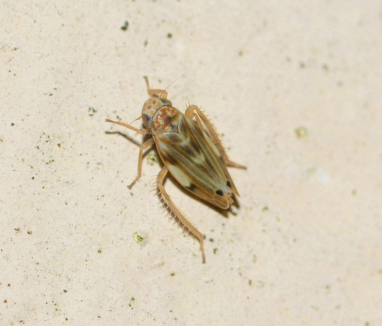Cicadellidae: Erythria pedemontana,   Piemonte