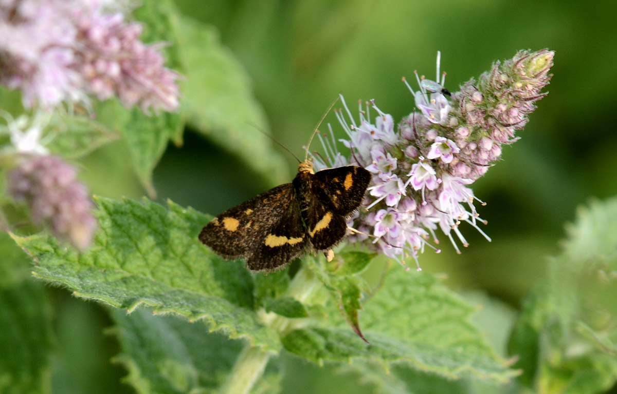 Crambidae ? S, Pyrausta aurata