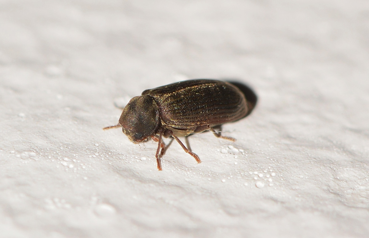 Tarlo Anobium punctatum (cf), Anobiidae