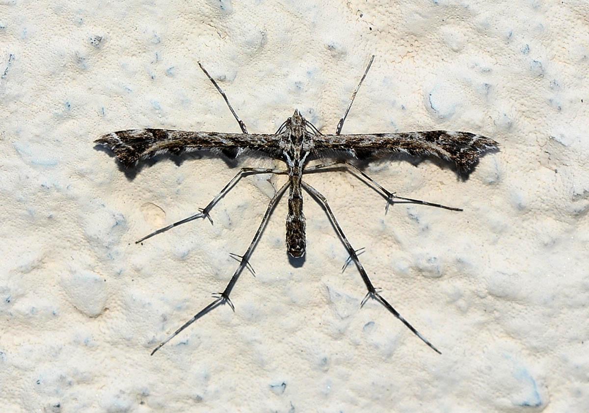 Pterophoridae da ... id - Amblyptilia puntidactyla